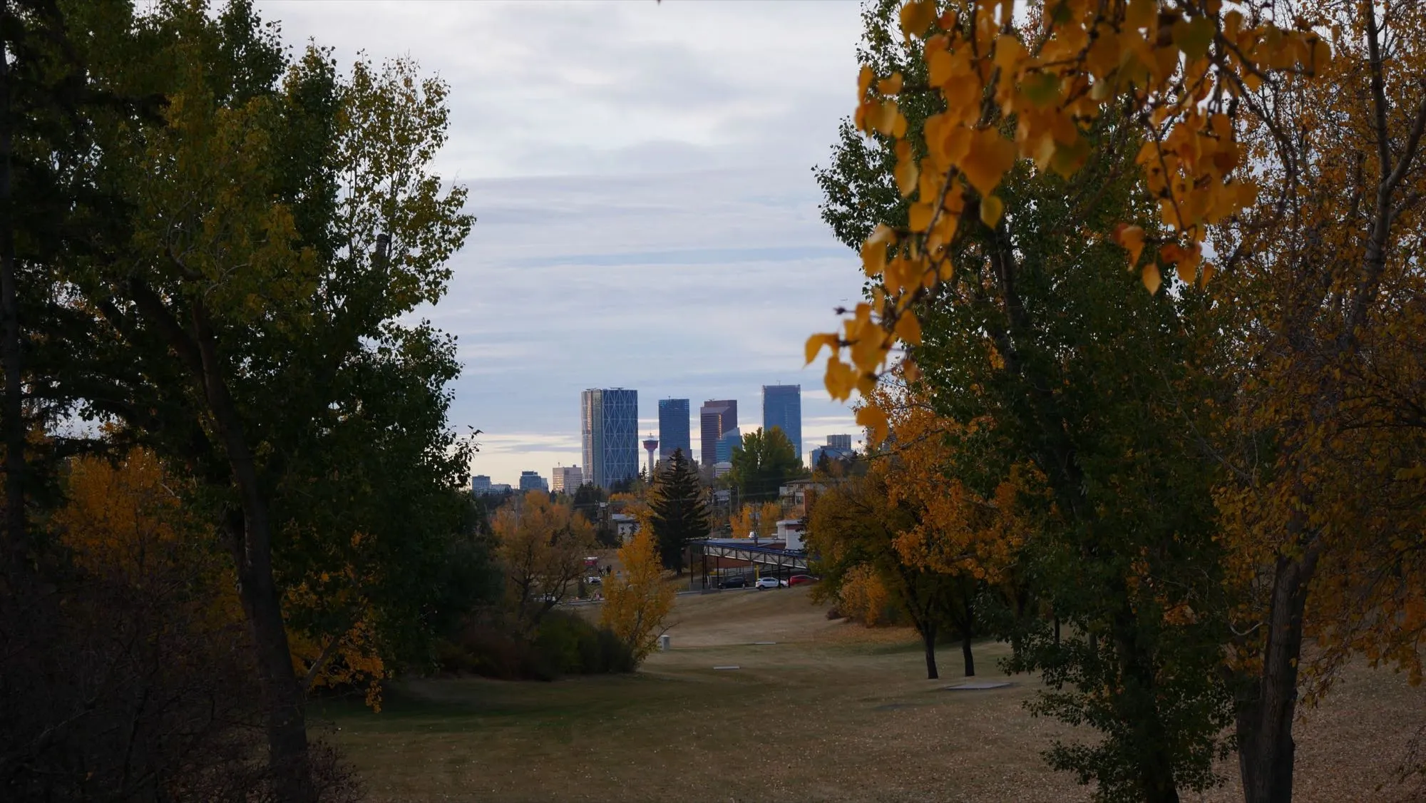 The downtown Calgary skyline seen through autumn trees